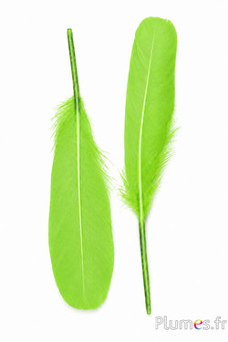 Cigno seta - 25-30 cm - lime